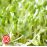 Семена кресс салата для выращивания микрозелени 75 г